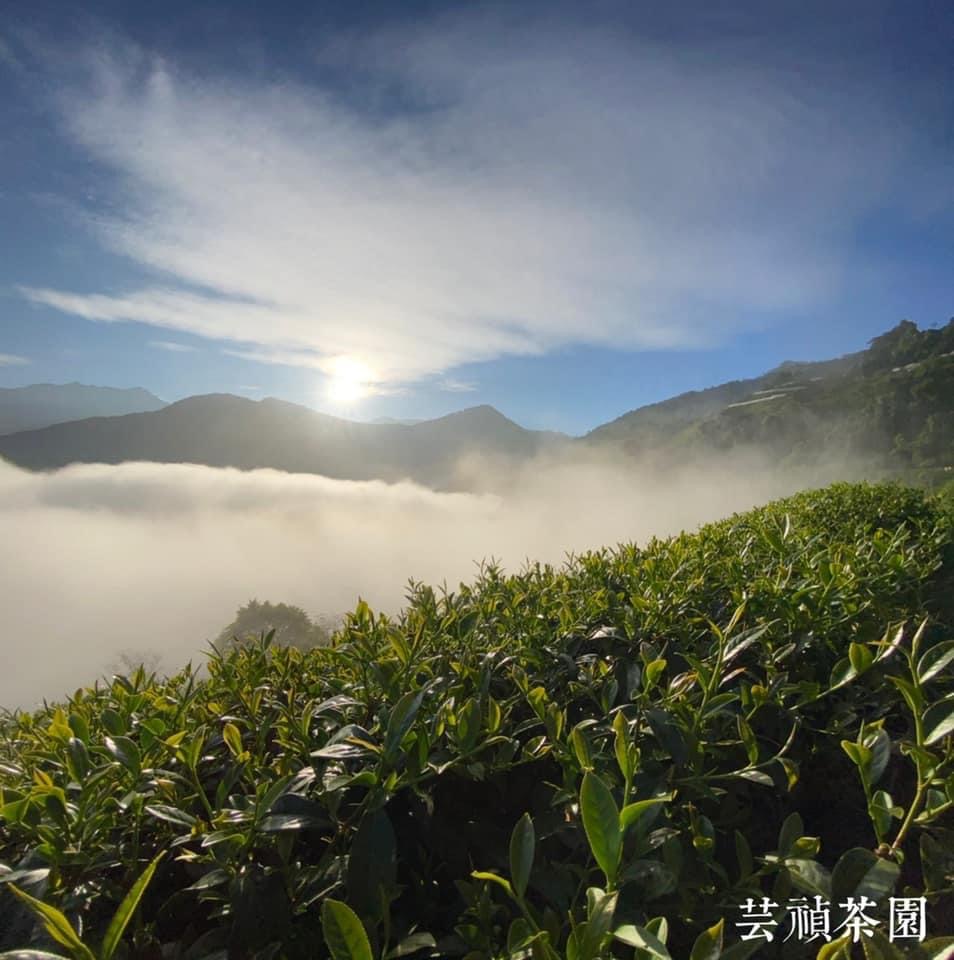 茶園風景